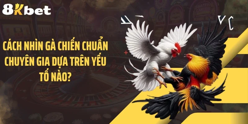 Cách nhìn gà chiến chuẩn chuyên gia dựa trên yếu tố nào?