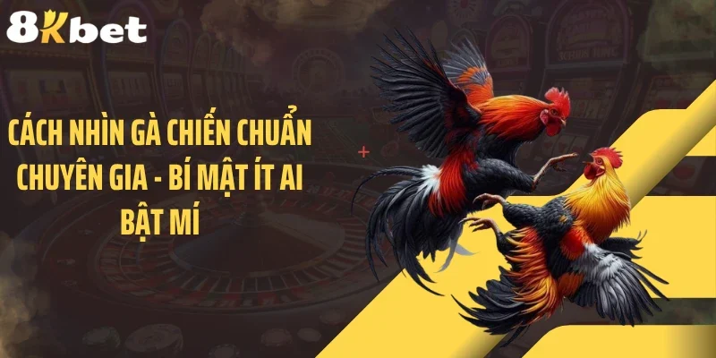 Cách Nhìn Gà Chiến Chuẩn Chuyên Gia - Bí Mật Ít Ai Bật Mí