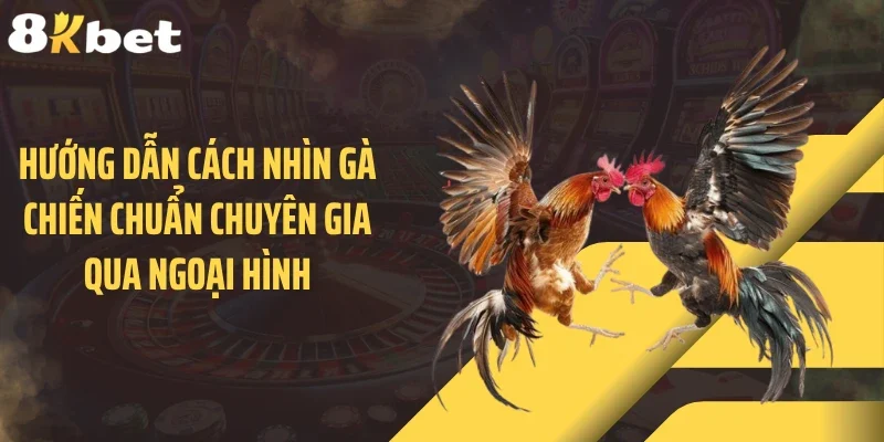 Hướng dẫn cách nhìn gà chiến chuẩn chuyên gia qua ngoại hình