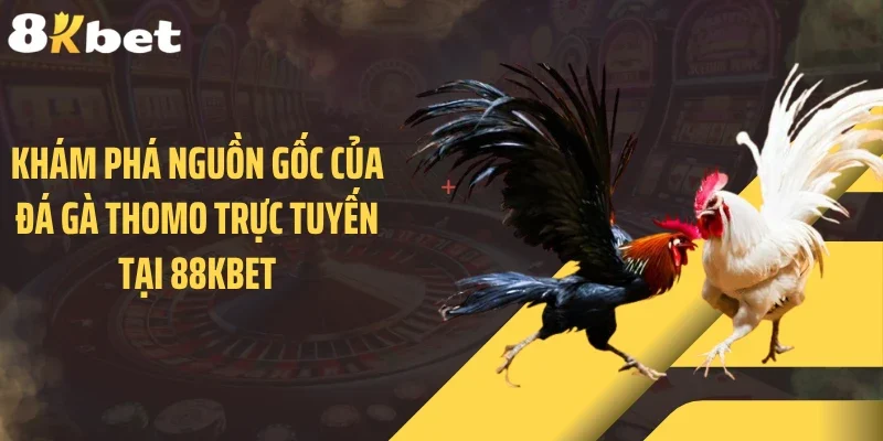 Khám phá nguồn gốc của đá gà Thomo trực tuyến tại 88KBET